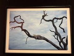 -罗红摄影艺术馆