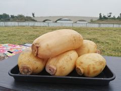 -西京湾花海