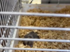 -FAELING PETS美天灵宠物(富力广场店)