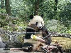 -中国大熊猫保护研究中心雅安碧峰峡基地