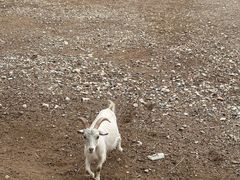 -大青山野生动物园