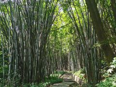 -黄埔油麻山森林公园