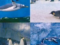 -珠海长隆海洋王国