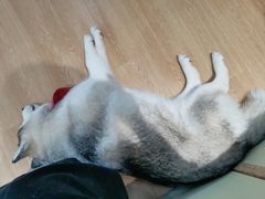 小苹果-Husky Go! 哈士奇体验馆·宠物咖啡厅狗咖