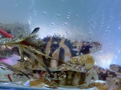 -海之鲜大排档(东山海鲜金銮湾店)
