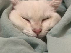-袖虎·猫馆(体育西路店)