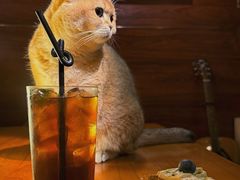 -咖法森林·咖啡  酒吧(天河店)