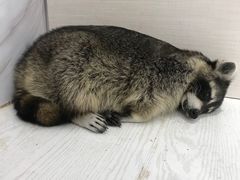 -浣熊柯尔鸭土拨鼠·电玩咖
