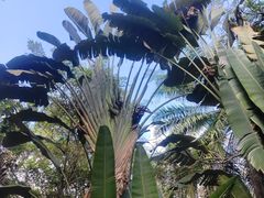 -海南热带野生动植物园