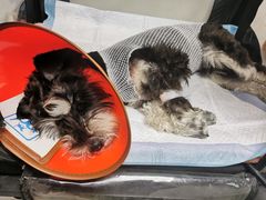 -pd派德宠物中心医院24H急重症·眼科中心·血液透析中心(嵩山北路店)