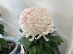 -杭州植物园