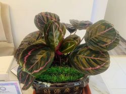 -悦色嘉丽科技美肤健康管理