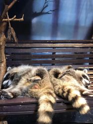 -酷嗒动物文化乐园(cutezoo西溪乐天城店)