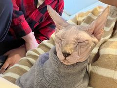 -平行世界·猫咖(首经贸店)