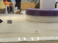 -怪兽屋·羊驼·猫咖·狗咖(俊华广场店)