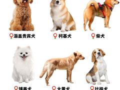 -翊宠yipet猫狗购宠庄园