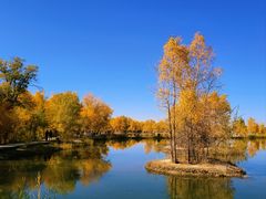 -金塔沙漠胡杨林景区