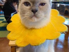 -猫猫幼稚园·撸猫·桌游·电玩