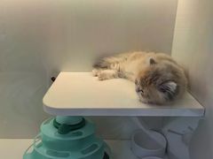 -小猫来了·猫舍(红山六九七九店)
