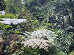 -深圳仙湖植物园