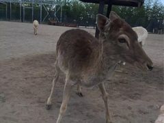 -北京麋鹿生态实验中心