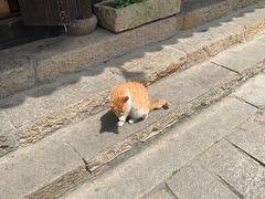 -黎里古镇