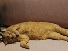 -藏猫猫咖啡主题馆(中央大道店)