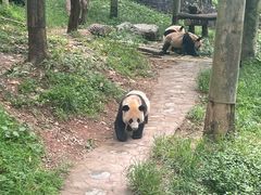 -都江堰中华大熊猫苑