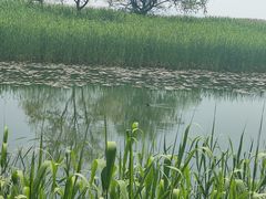 -苏州太湖湖滨国家湿地公园