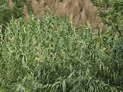 -盘龙城国家考古遗址公园