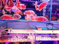 -青石桥花鸟鱼虫市场(叠翠城店)