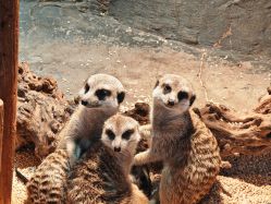 -Zoolung Zoolung动物主题公园(海信广场店)