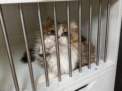 -十月米努特矮脚猫舍