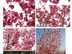 -天适樱花悠乐园