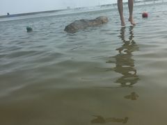 -碧海金沙