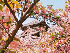 -西安青龙寺遗址景区