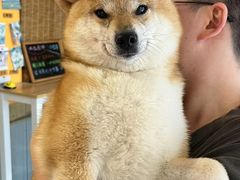 -南京Hallo宠物乐园·哈罗犬舍·柴犬繁育基地