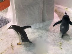 -大连圣亚海洋世界