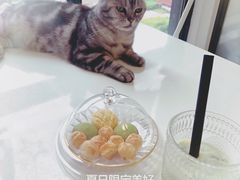 -团子家猫咪猫咖馆·柯基·柯尔鸭