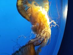 -太平洋海底世界