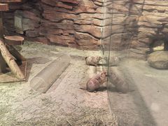 -正佳雨林生态植物园