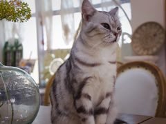 -共舞时光猫咖·狗咖(新街口店)