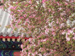 -天津大悲禅院