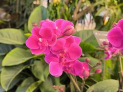 -中国科学院华南植物园