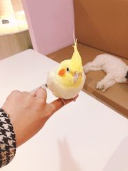 -Moni星球萌宠·小马宝莉·灵蛇·高端高阶全萌宠互动体验俱乐部(红豆国际广场店)