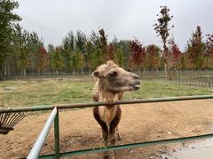 -秦皇岛野生动物园