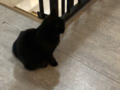 -猫房·猫吧·猫咖(龙湖时代汇店)