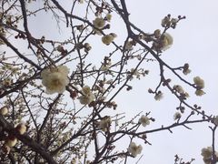 iphone_upload_pic-香雪海