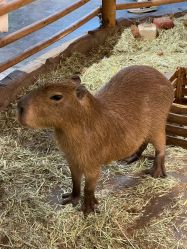 -Zoolung Zoolung动物主题公园(海信广场店)