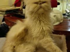 -猫色咖啡·猫咖